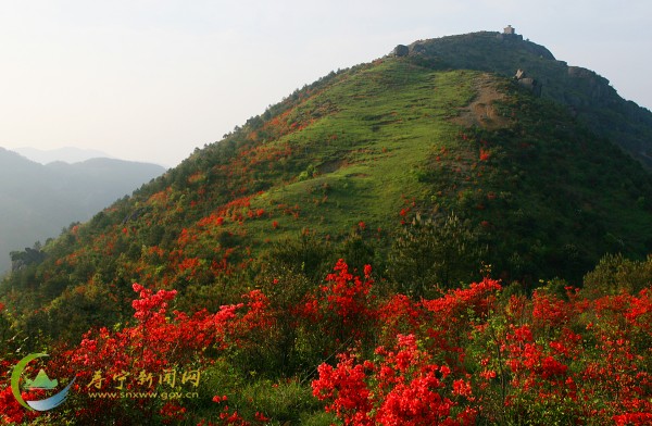仙岩杜鹃花 - 寿宁十最美 - 寿宁新闻网