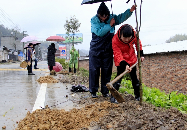 春雨中,寿宁清源乡干部群众植树绿化乡村